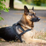 German shepherd dog