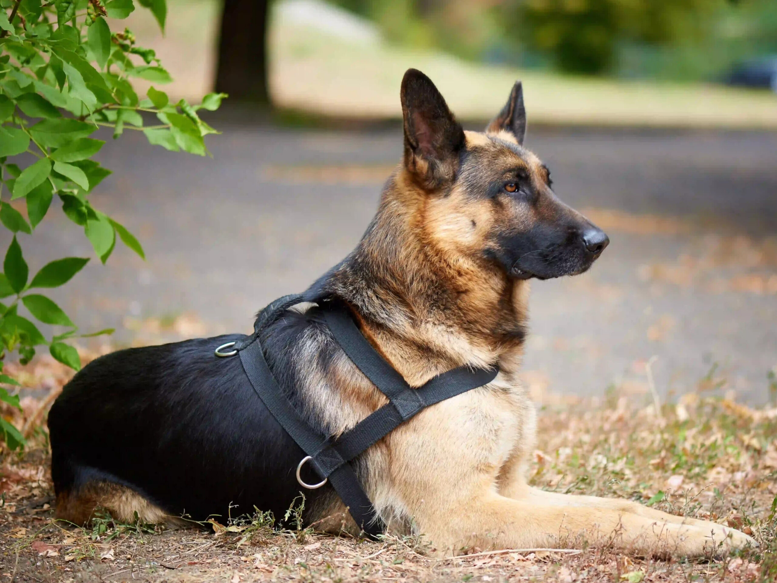 German shepherd dog
