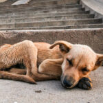 Homeless Dog Finds Refuge in Poor Man's House, Becomes Family