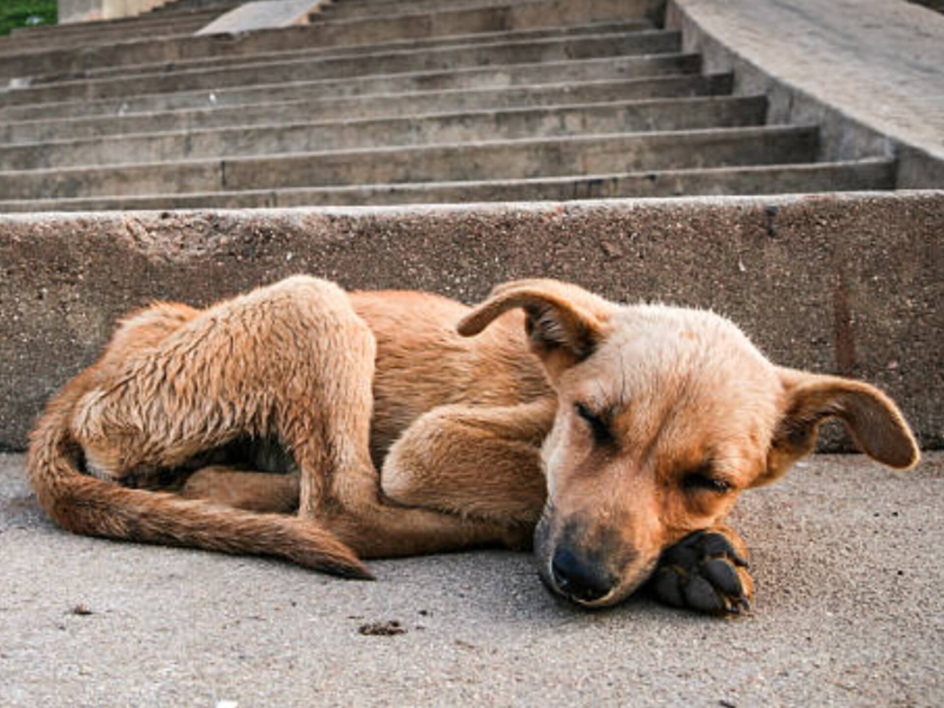 Homeless Dog Finds Refuge in Poor Man's House, Becomes Family