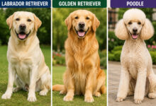 7 Best Types of Dogs Everyone Should Consider Owning